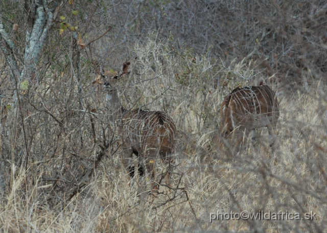 DSC_0179.JPG - The result of our search: 11 lesser kudus, three males and females or youngs.