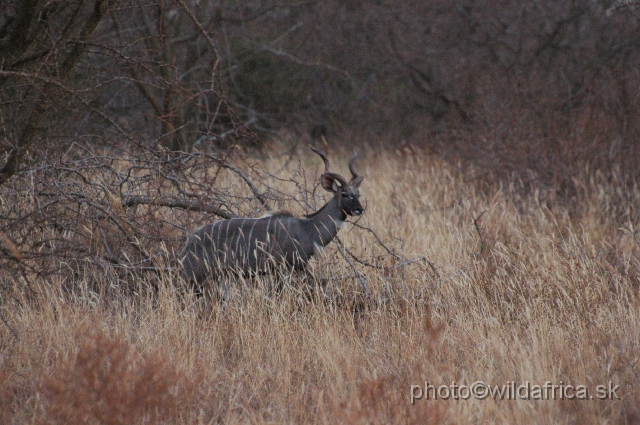 DSC_0194.JPG - Lesser Kudu (Tragelaphus imberbis)