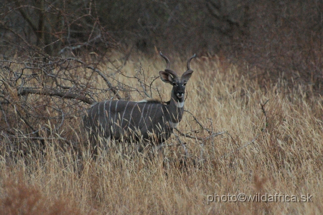 DSC_0195.JPG - Lesser Kudu (Tragelaphus imberbis)