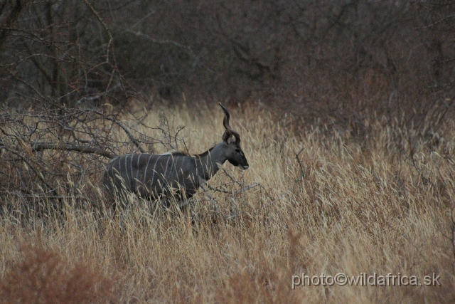 DSC_0199.JPG - The light was going down but this male was only one which remained to stay. All other males simply quickly disappeared in the bush.