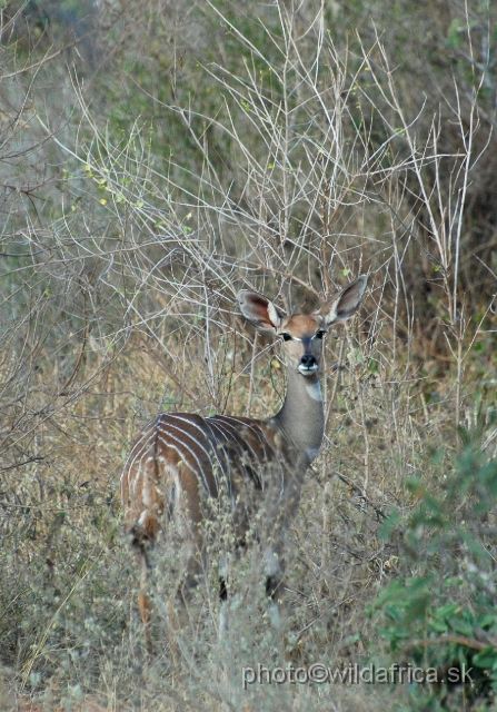 DSC_0357.JPG - Lesser Kudu (Tragelaphus imberbis)