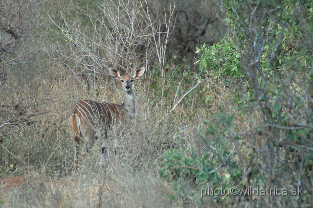 DSC_0358.JPG - Lesser Kudu (Tragelaphus imberbis)