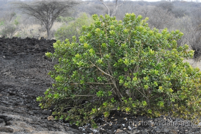 _DSC0564.JPG - Land of Tsavo West