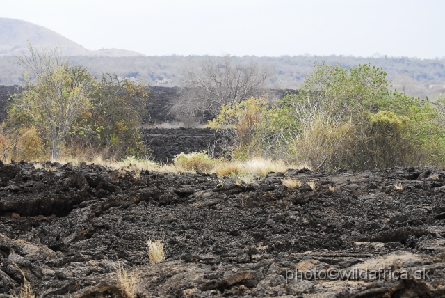 _DSC0577.JPG - Land of Tsavo West