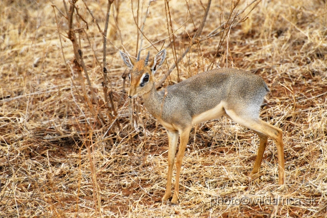 _DSC0596.JPG - I am not sure if this is Kirk's Dikdik. The head is brightly reddish coloured.