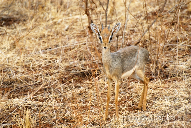 _DSC0600.JPG - I am not sure if this is Kirk's Dikdik. The head is brightly reddish coloured.