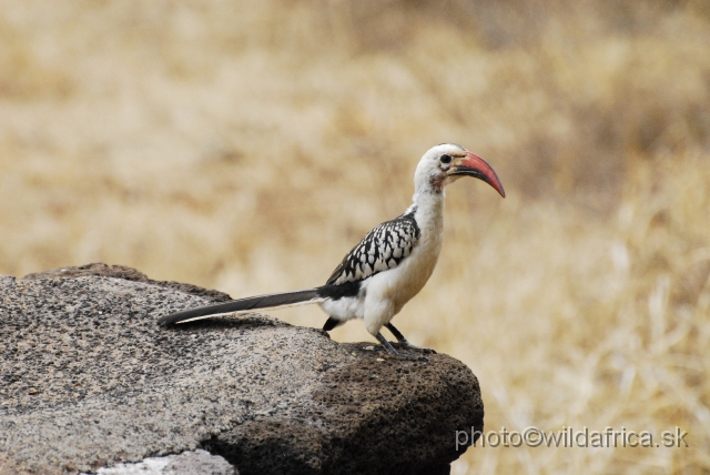 _DSC0606.JPG - Northern Red-billed Hornbill (Tockus erythrorhynchus)
