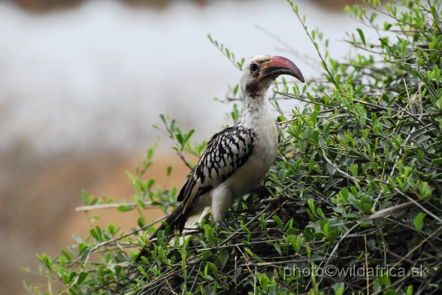 _DSC0620.JPG - Northern Red-billed Hornbill (Tockus erythrorhynchus)