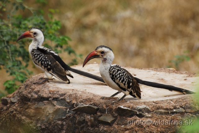 _DSC0672.JPG - Northern Red-billed Hornbill (Tockus erythrorhynchus)