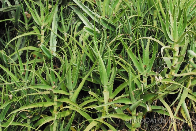 _DSC0693.JPG - Aloe