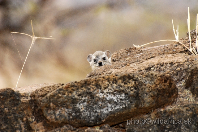 _DSC0706.JPG - Bush Hyrax (Heterohyrax brucei)