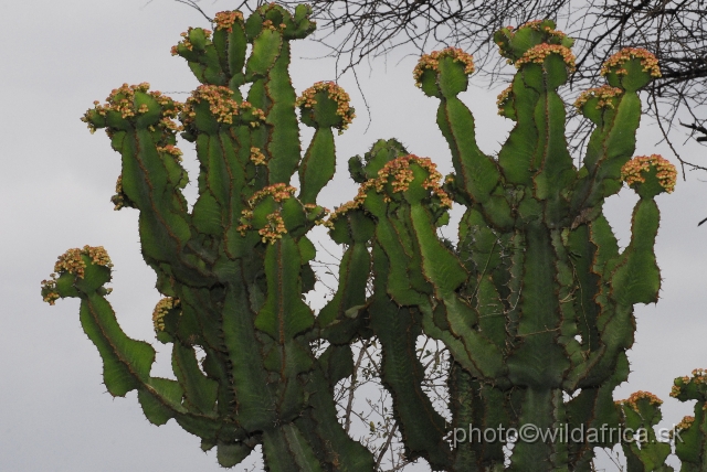 _DSC0719.JPG - Euphorbias beauty