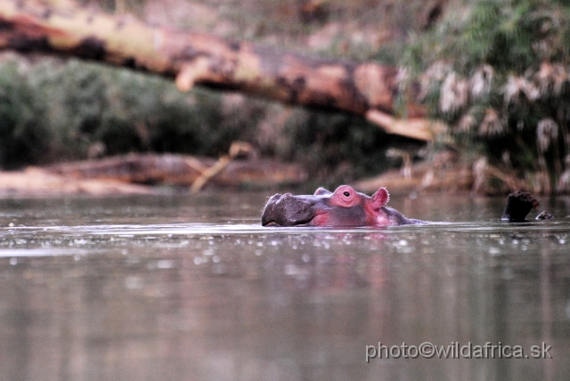 _DSC07280.JPG - Mzima Springs