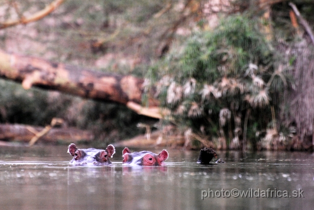 _DSC0783.JPG - Mzima Springs