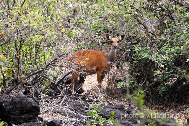 _DSC0806.JPG - Bushbuck, Mzima Springs