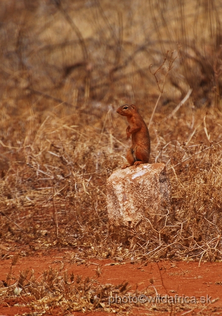 _DSC0835.JPG - Unstriped Ground Squirrel (Xerus rutilus)