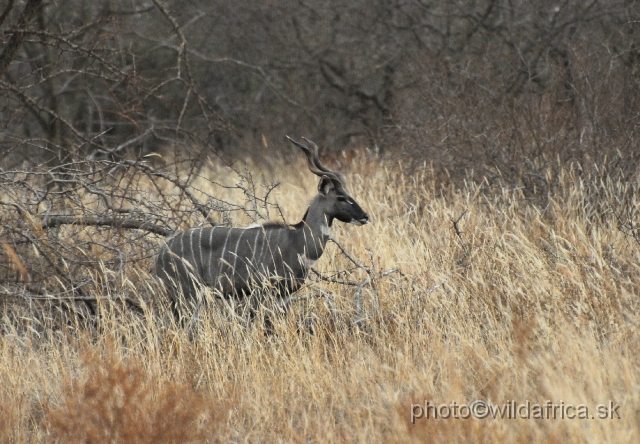 _DSC0872.JPG - Lesser Kudu (Tragelaphus imberbis)