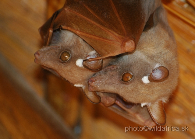 DSC_0958.JPG - Wahlberg's Flying Fox (Epomophorus wahlbergi)