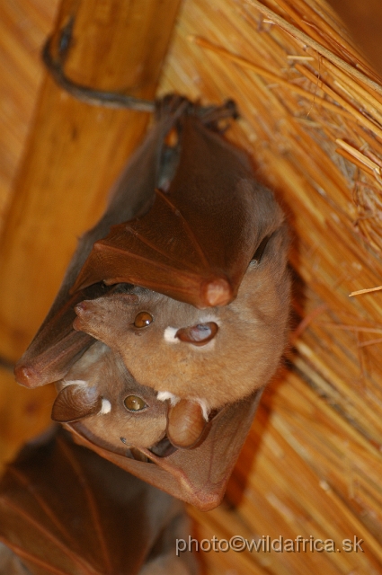 DSC_0959.JPG - Wahlberg's Flying Fox (Epomophorus wahlbergi)