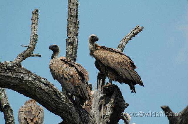 DSC_0990.JPG - African White-backed Vultures (Gyps africanus)