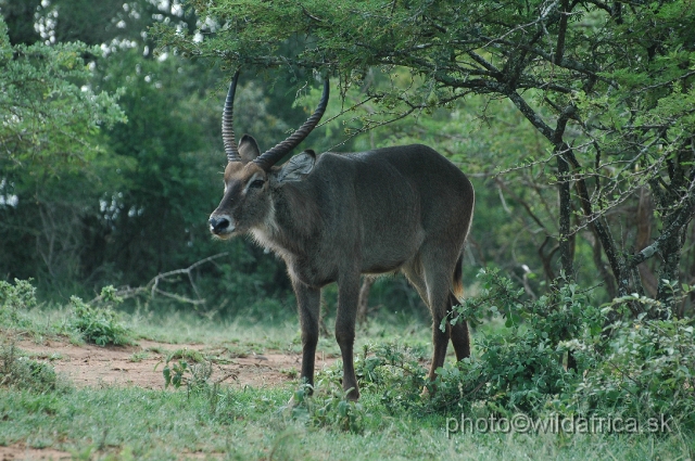 DSC_1017.JPG - Common waterbuck