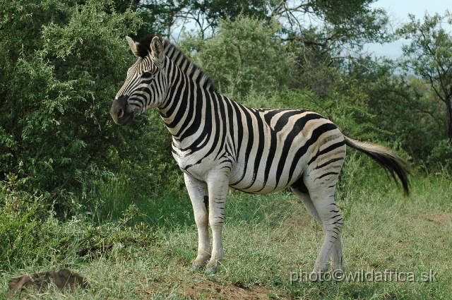 DSC_1046.JPG - Some authorities think that the Kwa-Zulu Natal zebra could be the Burchell's Zebra which was long time considered as an extinct subspecies.