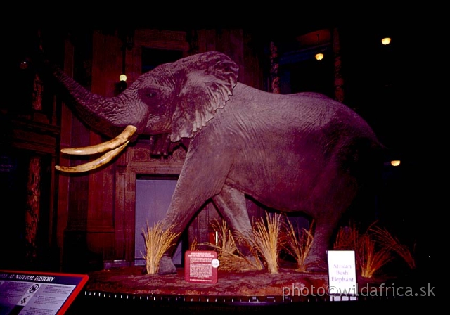 Ele2.JPG - The largest ever recorded elephant is located in the Rotunda Hall.