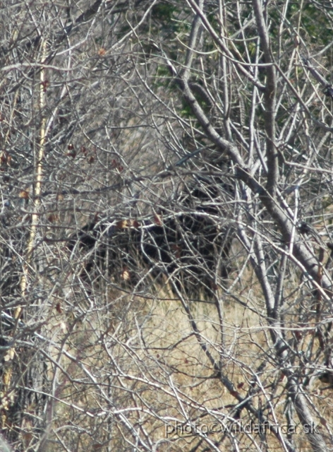 DSC_1803.JPG - What is in the bush? It is a sable male.