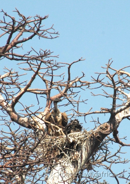 DSC_1814.JPG - Rare sighting: vultures nesting (African White-backed Vultures)