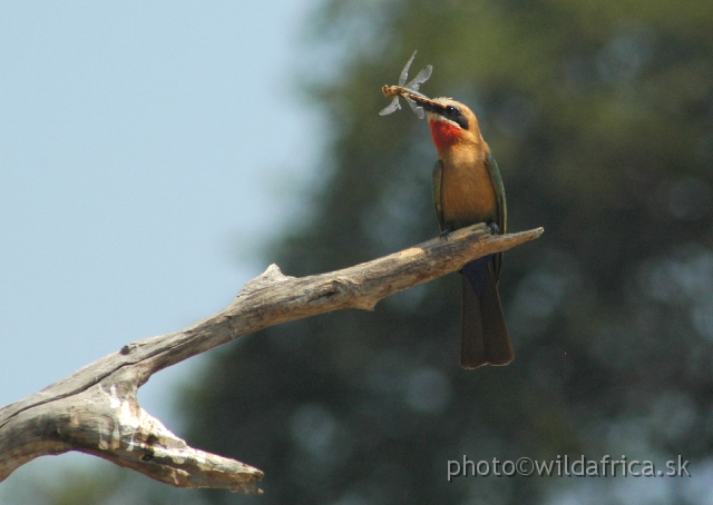 DSC_1891.JPG - White-fronted Bee-eater (Merops bullockoides)