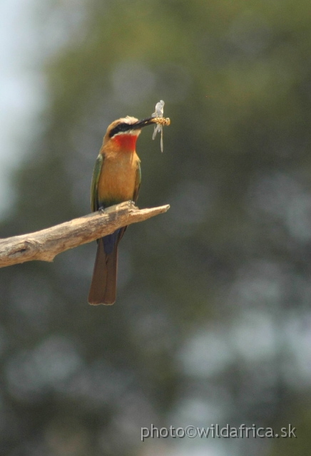 DSC_1892.JPG - White-fronted Bee-eater (Merops bullockoides)