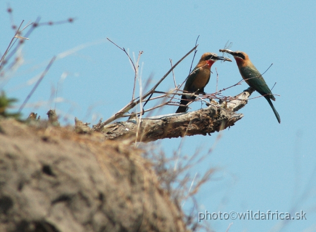 DSC_1894.JPG - White-fronted Bee-eater (Merops bullockoides)