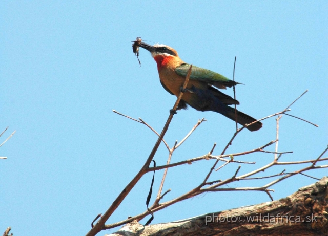 DSC_1909.JPG - White-fronted Bee-eater (Merops bullockoides)