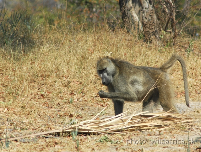 DSC_1976.JPG - Local baboons belong to race Grey-footed Chacma Baboons (Papio chacma griseipes)