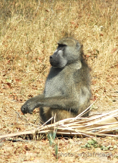 DSC_1977.JPG - Local baboons belong to race Grey-footed Chacma Baboons (Papio chacma griseipes)