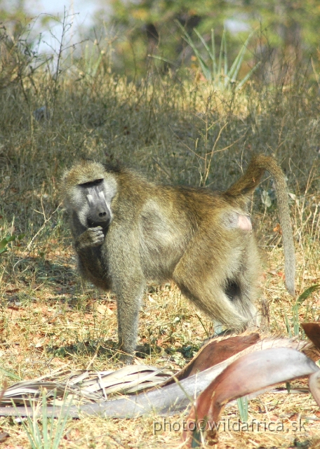 DSC_1978.JPG - Local baboons belong to race Grey-footed Chacma Baboons (Papio chacma griseipes)