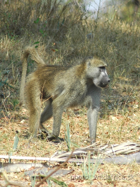 DSC_1979.JPG - Local baboons belong to race Grey-footed Chacma Baboons (Papio chacma griseipes)