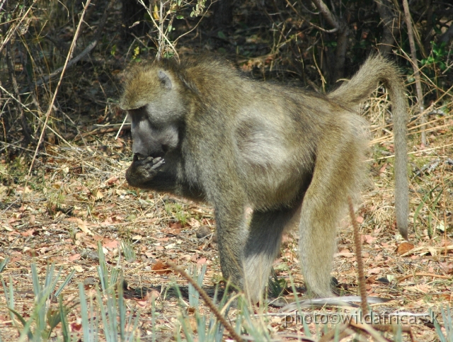 DSC_1982.JPG - Local baboons belong to race Grey-footed Chacma Baboons (Papio chacma griseipes)