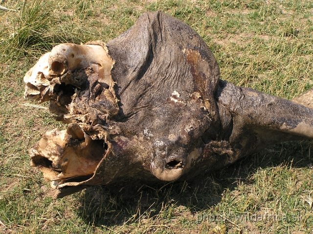 P1011539.JPG - The evidence of poachers presence. Freshly killed hippo, the carcass was without tusks and skin.