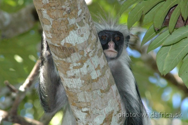 DSC_1050.JPG - Zanzibar Red Colobus Monkey (Piliocolobus kirkii), 2006