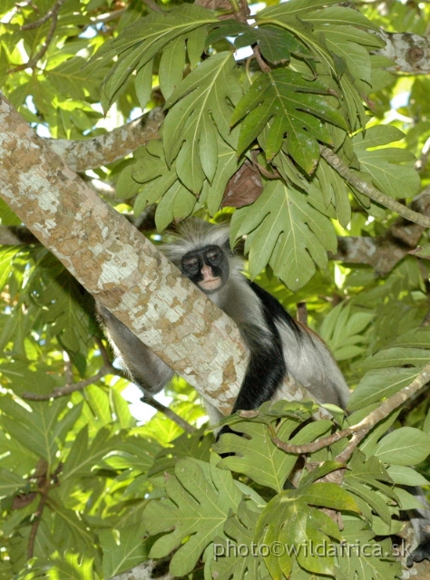 DSC_1053.JPG - Zanzibar Red Colobus Monkey (Piliocolobus kirkii), 2006