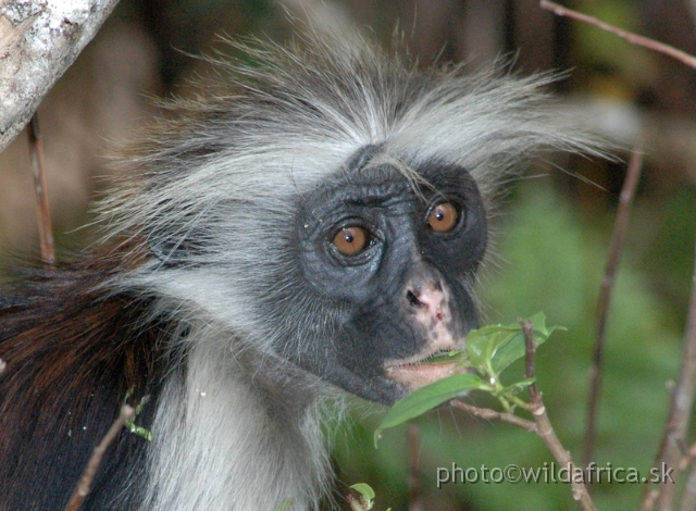DSC_1058.JPG - Zanzibar Red Colobus Monkey (Piliocolobus kirkii), 2006