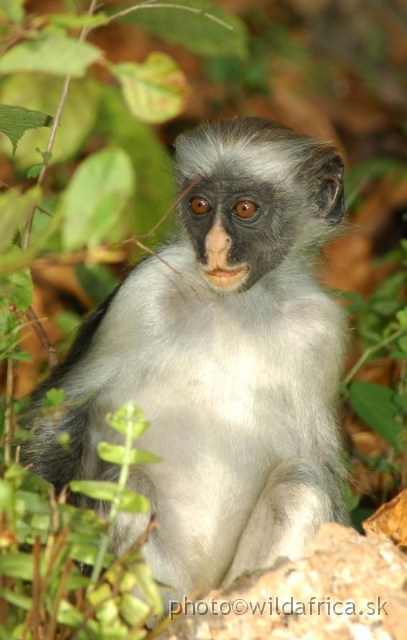 DSC_1064.JPG - Zanzibar Red Colobus Monkey (Piliocolobus kirkii), 2006