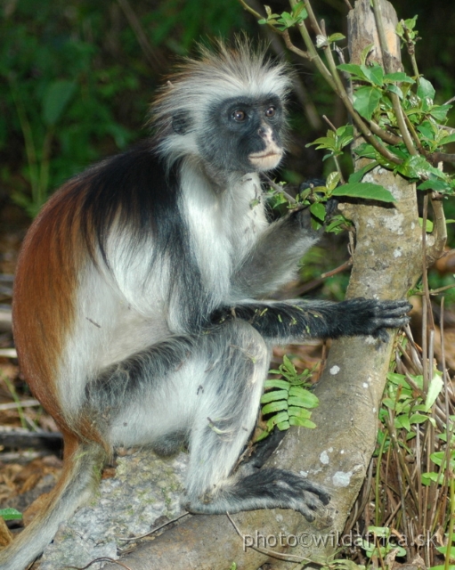 DSC_1065.JPG - Zanzibar Red Colobus Monkey (Piliocolobus kirkii), 2006