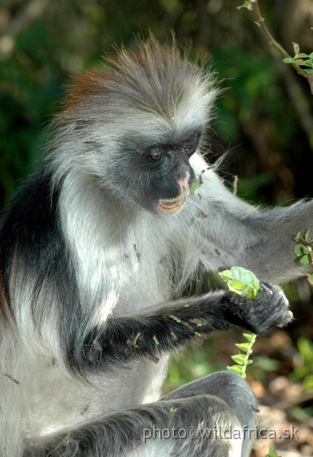 DSC_1069.JPG - Zanzibar Red Colobus Monkey (Piliocolobus kirkii), 2006
