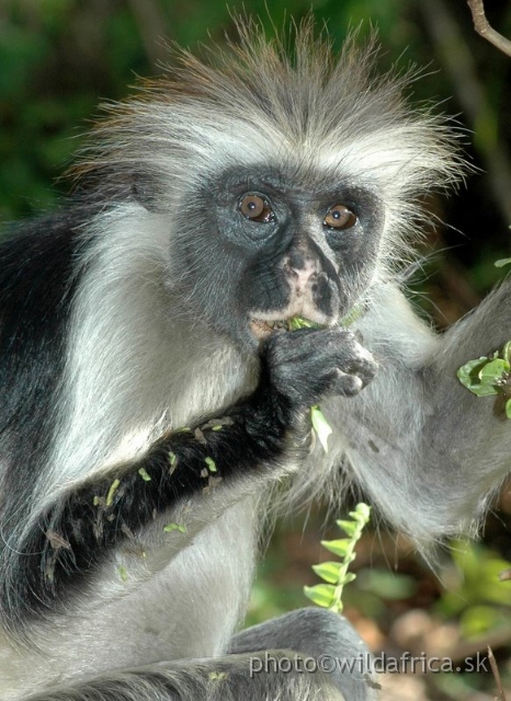 DSC_1070.JPG - Zanzibar Red Colobus Monkey (Piliocolobus kirkii), 2006