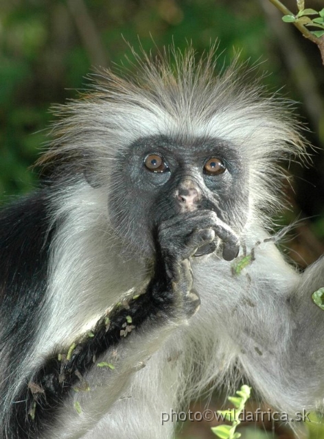 DSC_1071.JPG - Zanzibar Red Colobus Monkey (Piliocolobus kirkii), 2006