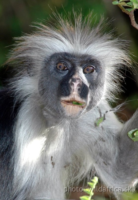 DSC_1073.JPG - Zanzibar Red Colobus Monkey (Piliocolobus kirkii), 2006