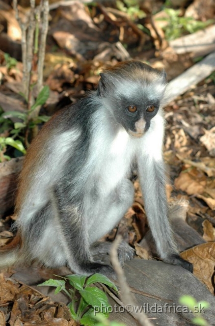 DSC_1075.JPG - Zanzibar Red Colobus Monkey (Piliocolobus kirkii), 2006