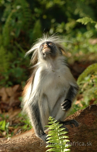 DSC_1077.JPG - Zanzibar Red Colobus Monkey (Piliocolobus kirkii), 2006